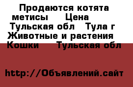 Продаются котята метисы   › Цена ­ 200 - Тульская обл., Тула г. Животные и растения » Кошки   . Тульская обл.